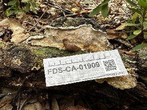  ( - FDS-CA-01909)  @11 [ ] by-nc (2024) Aaron Tupac Fungal Diversity Survey