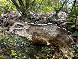  ( - FDS-CA-01909)  @11 [ ] by-nc (2024) Aaron Tupac Fungal Diversity Survey