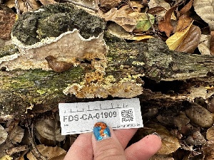  ( - FDS-CA-01909)  @11 [ ] by-nc (2024) Aaron Tupac Fungal Diversity Survey