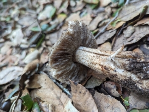  ( - FDS-CA-01453)  @11 [ ] by-nc (2024) Stu Pickell Fungal Diversity Survey
