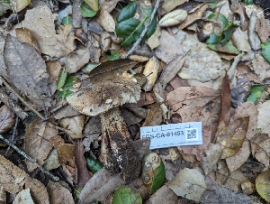  ( - FDS-CA-01453)  @11 [ ] by-nc (2024) Stu Pickell Fungal Diversity Survey