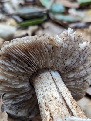  ( - FDS-CA-01453)  @11 [ ] by-nc (2024) Stu Pickell Fungal Diversity Survey