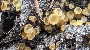  (Ascobolus sp. CA01 - FDS-CA-01760)  @11 [ ] c (2024) Michelle C. Torres-Grant Fungal Diversity Survey