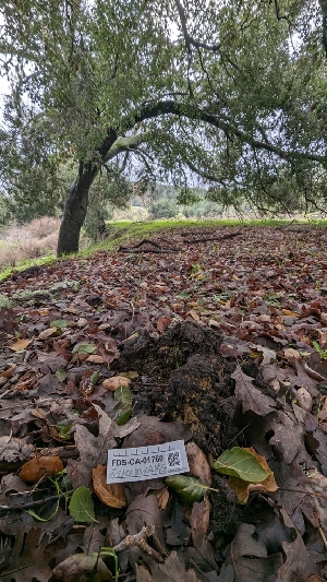  ( - FDS-CA-01760)  @11 [ ] c (2024) Michelle C. Torres-Grant Fungal Diversity Survey