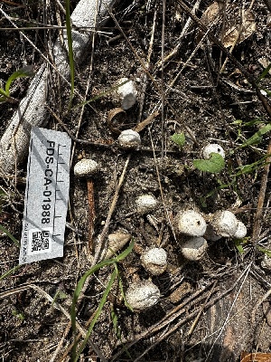  ( - FDS-CA-01988)  @11 [ ] by-nc (2024) Aaron Tupac Fungal Diversity Survey