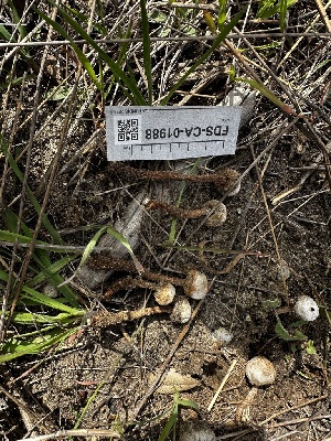  ( - FDS-CA-01988)  @11 [ ] by-nc (2024) Aaron Tupac Fungal Diversity Survey