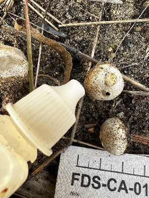  ( - FDS-CA-01988)  @11 [ ] by-nc (2024) Aaron Tupac Fungal Diversity Survey