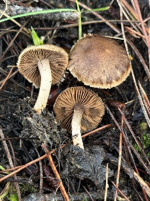  ( - FDS-CA-00779)  @11 [ ] by-nc (2024) Taye Bright Fungal Diversity Survey