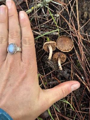  ( - FDS-CA-00779)  @11 [ ] by-nc (2024) Taye Bright Fungal Diversity Survey