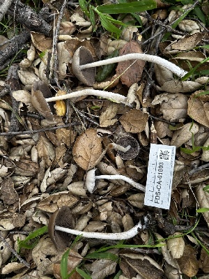  ( - FDS-CA-01803)  @11 [ ] by-nc (2024) Aaron Tupac Fungal Diversity Survey