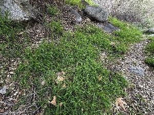  ( - FDS-CA-01803)  @11 [ ] by-nc (2024) Aaron Tupac Fungal Diversity Survey