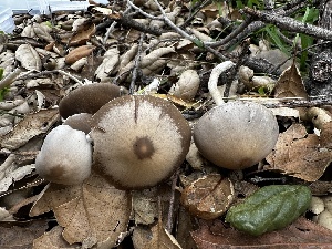  ( - FDS-CA-01803)  @11 [ ] by-nc (2024) Aaron Tupac Fungal Diversity Survey
