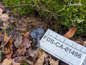  ( - FDS-CA-01456)  @11 [ ] by-nc (2024) Stu Pickell Fungal Diversity Survey