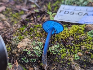  ( - FDS-CA-01456)  @11 [ ] by-nc (2024) Stu Pickell Fungal Diversity Survey