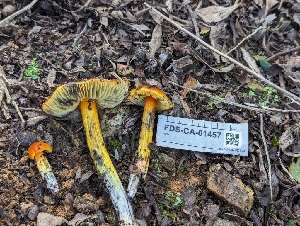  (Hygrocybe sp. singeri-PNW02 - FDS-CA-01457)  @11 [ ] by-nc (2024) Stu Pickell Fungal Diversity Survey
