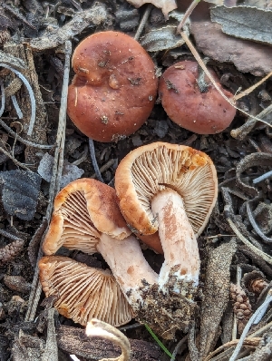  ( - FDS-CA-01460)  @11 [ ] by-nc (2024) Stu Pickell Fungal Diversity Survey