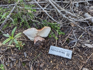  ( - FDS-CA-01461)  @11 [ ] by-nc (2024) Stu Pickell Fungal Diversity Survey