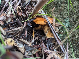  ( - FDS-CA-01464)  @11 [ ] by-nc (2024) Stu Pickell Fungal Diversity Survey