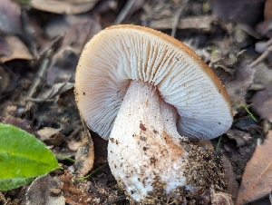  ( - FDS-CA-01458)  @11 [ ] by-nc (2024) Stu Pickell Fungal Diversity Survey