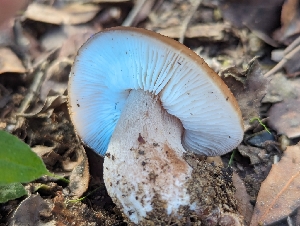  ( - FDS-CA-01458)  @11 [ ] by-nc (2024) Stu Pickell Fungal Diversity Survey