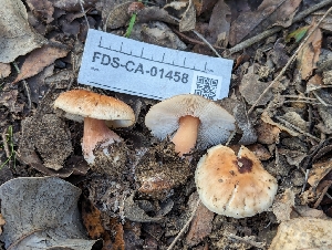  ( - FDS-CA-01458)  @11 [ ] by-nc (2024) Stu Pickell Fungal Diversity Survey