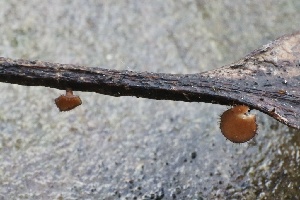  ( - FDS-CA-00778)  @11 [ ] by-nc (2024) Taye Bright Fungal Diversity Survey