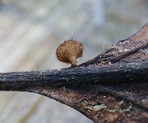  ( - FDS-CA-00778)  @11 [ ] by-nc (2024) Taye Bright Fungal Diversity Survey