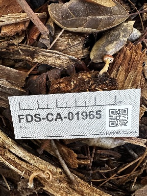  ( - FDS-CA-01965)  @11 [ ] by-nc (2024) Aaron Tupac Fungal Diversity Survey