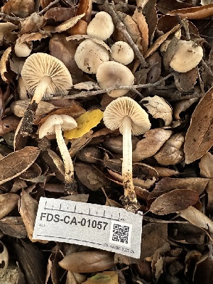  ( - FDS-CA-01057)  @11 [ ] by-nc (2024) Bat Vardeh Fungal Diversity Survey