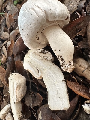  ( - FDS-CA-01051)  @11 [ ] by-nc (2024) Bat Vardeh Fungal Diversity Survey