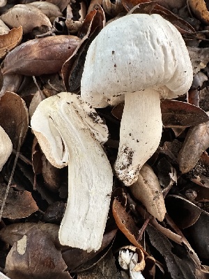  ( - FDS-CA-01051)  @11 [ ] by-nc (2024) Bat Vardeh Fungal Diversity Survey