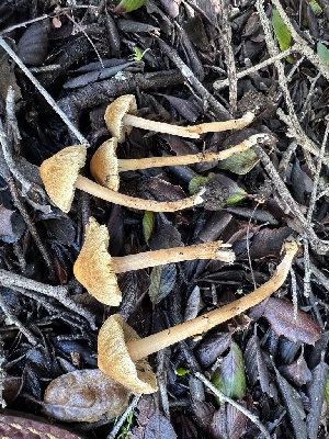  ( - FDS-CA-01054)  @11 [ ] by-nc (2024) Bat Vardeh Fungal Diversity Survey