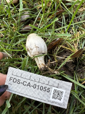  (Coprinopsis depressiceps - FDS-CA-01055)  @11 [ ] by-nc (2024) Bat Vardeh Fungal Diversity Survey