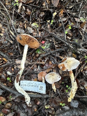  (Cortinarius sp. CA32 - FDS-CA-01074)  @11 [ ] by-nc (2024) Bat Vardeh Fungal Diversity Survey