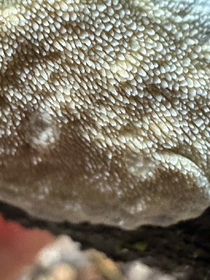 ( - FDS-CA-01073)  @11 [ ] by-nc (2024) Bat Vardeh Fungal Diversity Survey