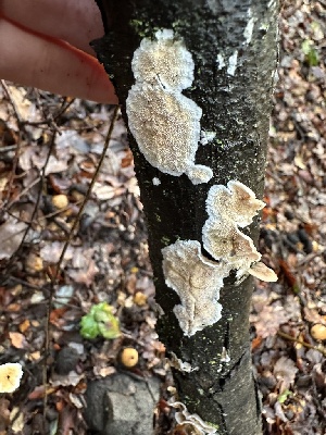  ( - FDS-CA-01073)  @11 [ ] by-nc (2024) Bat Vardeh Fungal Diversity Survey