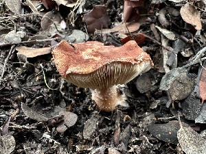  ( - FDS-CA-01524)  @11 [ ] c (2024) Rudy Diaz Fungal Diversity Survey
