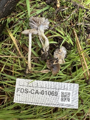  ( - FDS-CA-01069)  @11 [ ] by-nc (2024) Bat Vardeh Fungal Diversity Survey