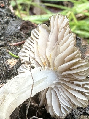  ( - FDS-CA-01069)  @11 [ ] by-nc (2024) Bat Vardeh Fungal Diversity Survey