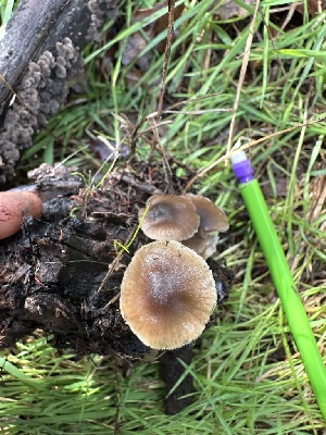  ( - FDS-CA-01069)  @11 [ ] by-nc (2024) Bat Vardeh Fungal Diversity Survey
