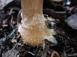  ( - FDS-CA-01524)  @11 [ ] c (2024) Rudy Diaz Fungal Diversity Survey
