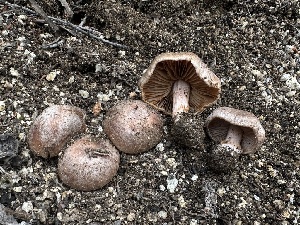 (Cortinarius sp. Harrower142e - FDS-CA-01522)  @11 [ ] c (2024) Rudy Diaz Fungal Diversity Survey