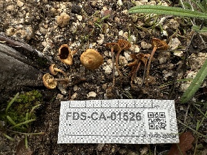  ( - FDS-CA-01526)  @11 [ ] c (2024) Rudy Diaz Fungal Diversity Survey