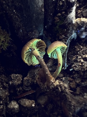  ( - FDS-CA-01526)  @11 [ ] c (2024) Rudy Diaz Fungal Diversity Survey