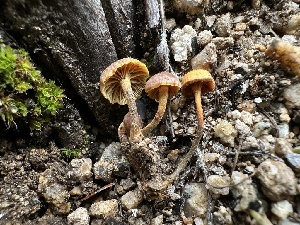  ( - FDS-CA-01526)  @11 [ ] c (2024) Rudy Diaz Fungal Diversity Survey