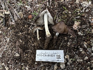  ( - FDS-CA-01531)  @11 [ ] c (2024) Rudy Diaz Fungal Diversity Survey