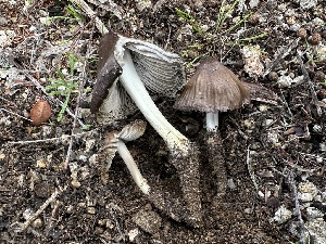  ( - FDS-CA-01531)  @11 [ ] c (2024) Rudy Diaz Fungal Diversity Survey
