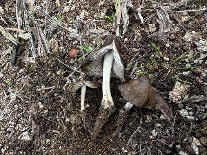  ( - FDS-CA-01531)  @11 [ ] c (2024) Rudy Diaz Fungal Diversity Survey