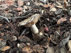  ( - FDS-CA-01547)  @11 [ ] c (2024) Rudy Diaz Fungal Diversity Survey