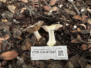 ( - FDS-CA-01547)  @11 [ ] c (2024) Rudy Diaz Fungal Diversity Survey